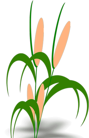Rice Plant Illustration