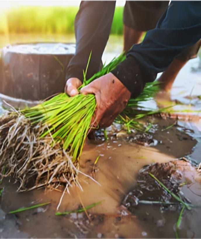 Agriculture Products